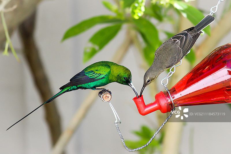 雄性和雌性孔雀石鹟一起觅食图片素材
