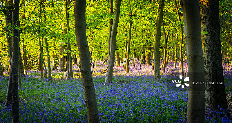 蓝铃花图片素材