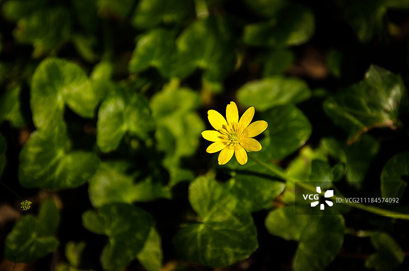 沐浴阳光的小黄花图片素材
