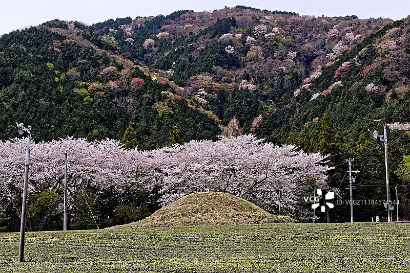 花的照片图片素材