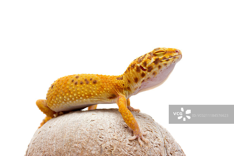 豹纹壁虎宠物图片素材