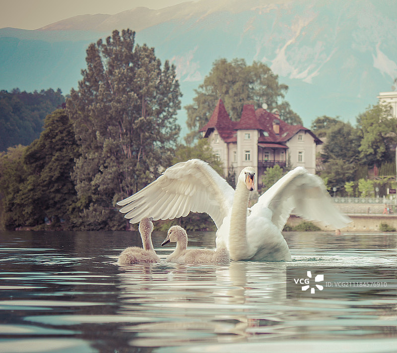 斯洛文尼亚布莱德湖中的小天鹅图片素材