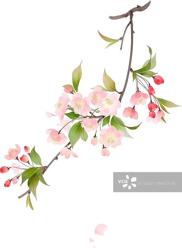 粉色海棠花图片素材