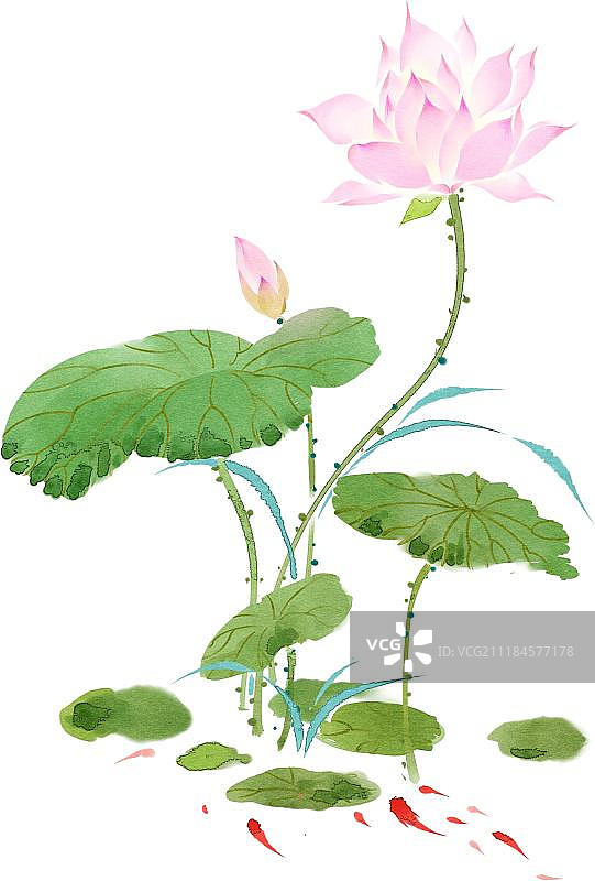粉色荷花和游鱼图片素材