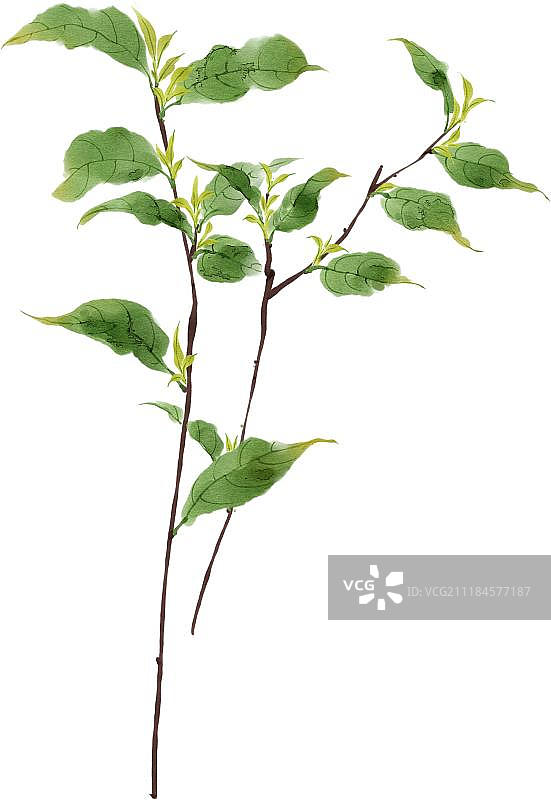 绿色龙井茶图片素材