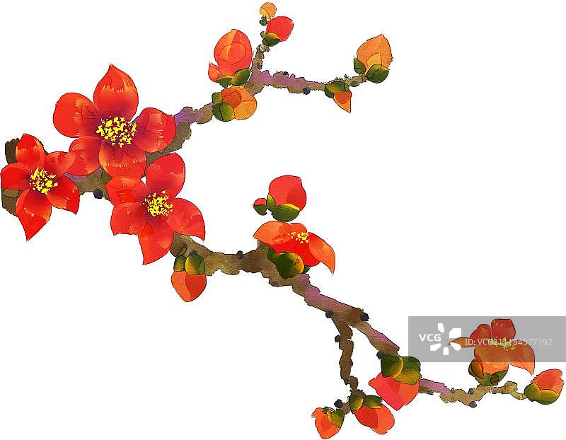 红色木棉花图片素材