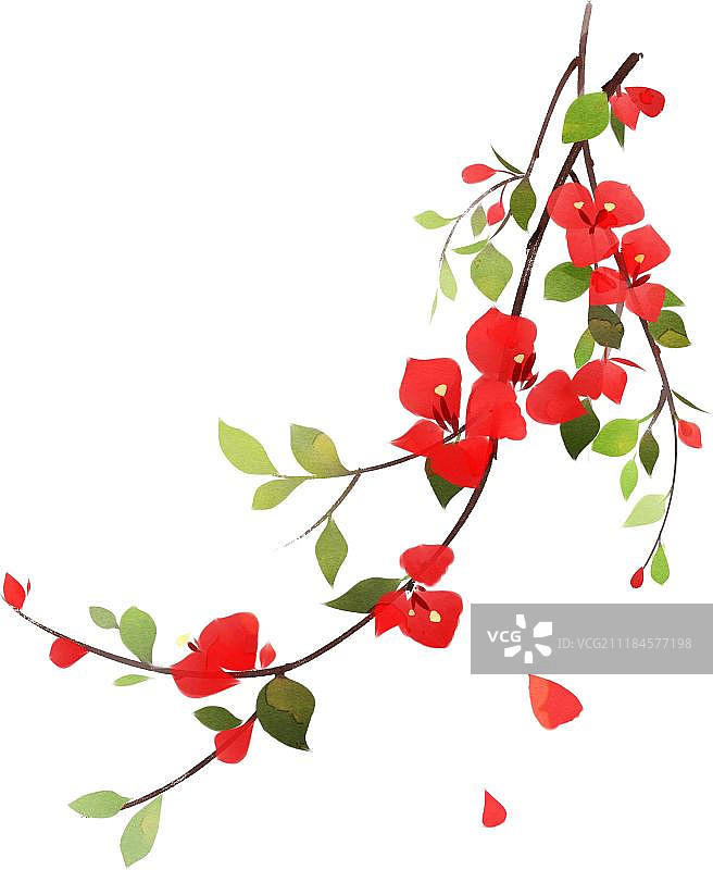 红色三角梅图片素材