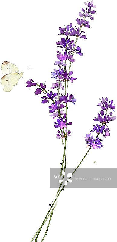 紫色薰衣草图片素材