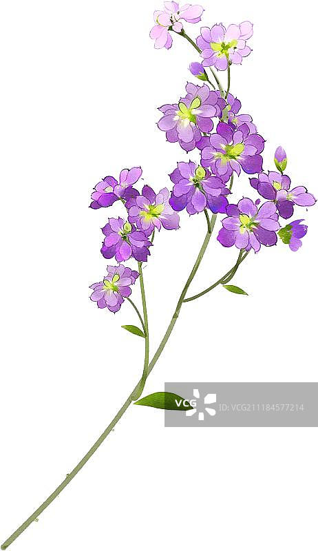 紫色紫罗兰图片素材