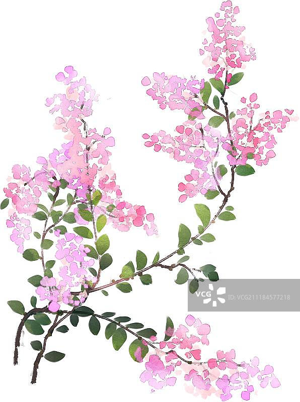 粉色紫薇花图片素材