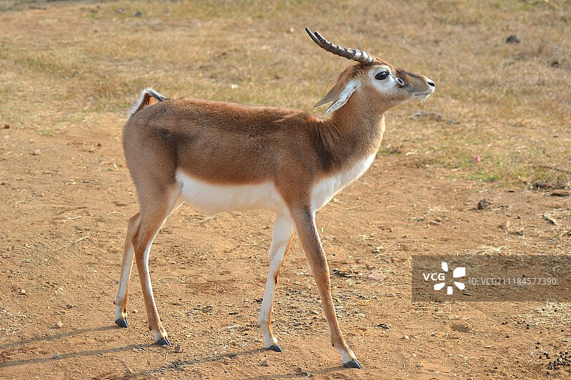 年轻雄性黑斑羚图片素材