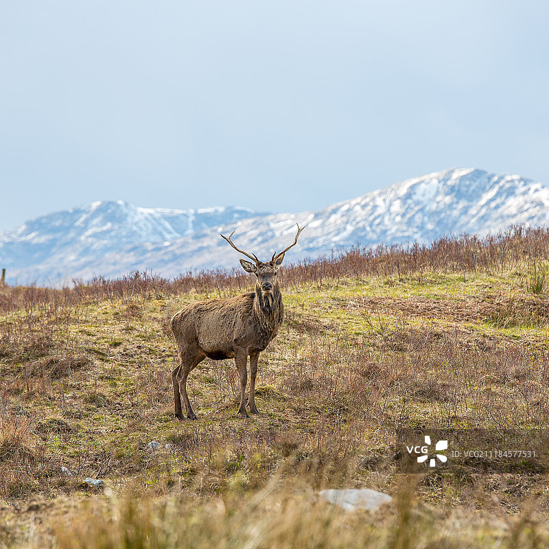 雄鹿看着镜头图片素材