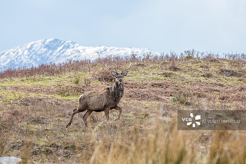 雄鹿看着镜头图片素材