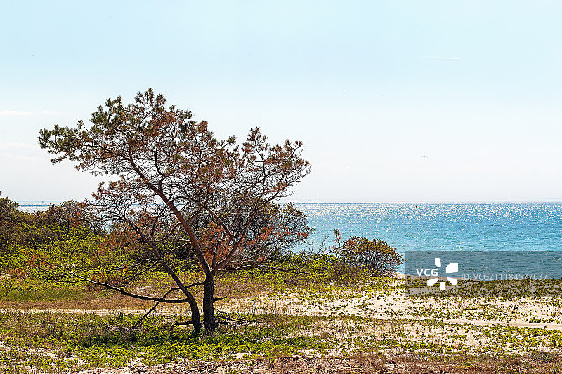 波罗的海海岸的常青松树图片素材