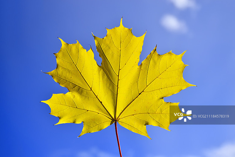 枫叶阳光图片素材