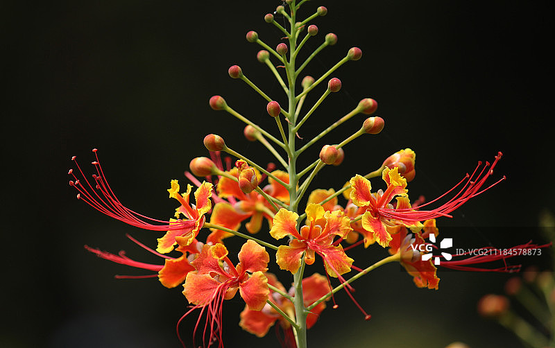 孔雀花图片素材