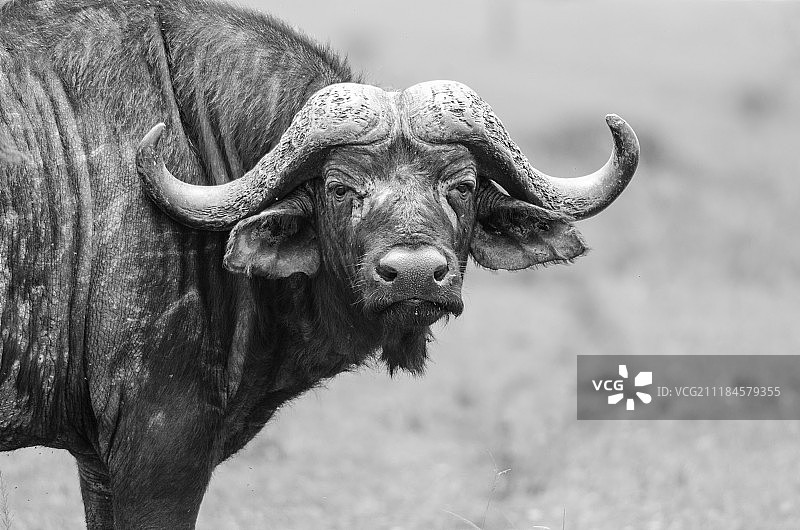 好望角野牛图片素材