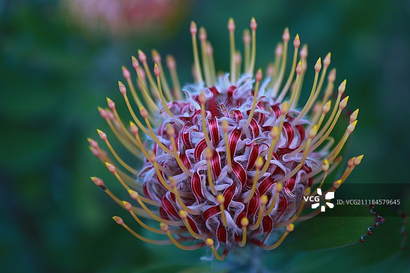 山龙眼图片素材