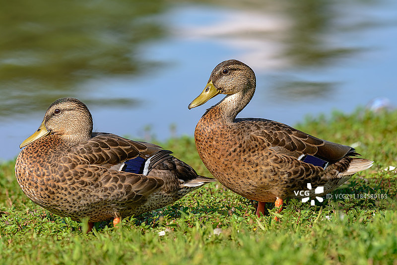 在湖岸休息的两只斑鸭图片素材