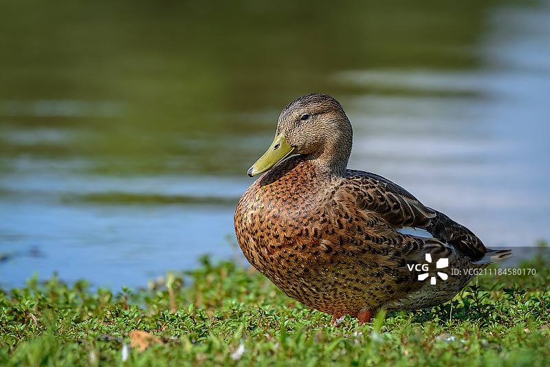 在湖岸边休息的杂色鸭图片素材
