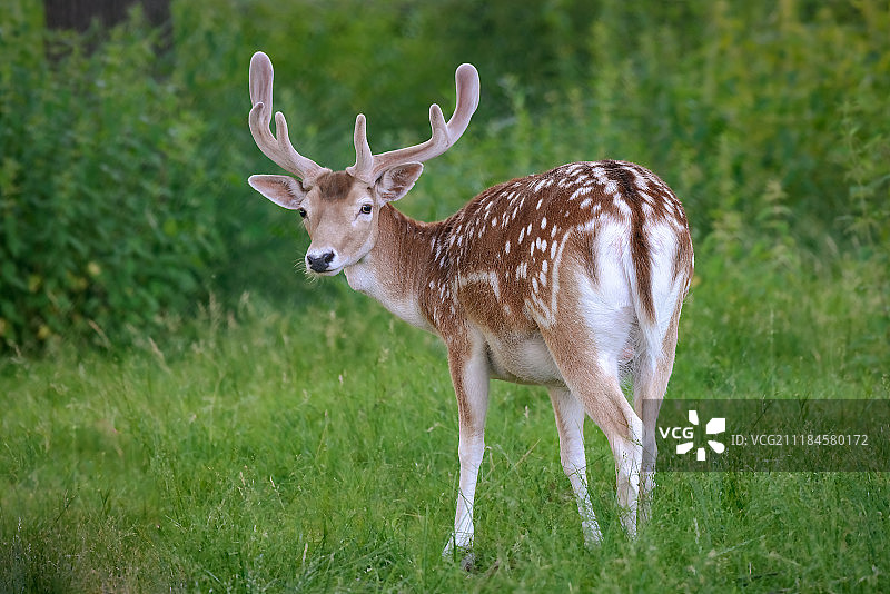 站在草地上的大角雄性黇鹿图片素材