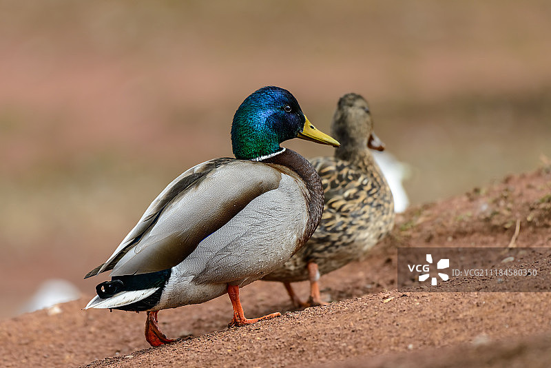 绿头鸭图片素材