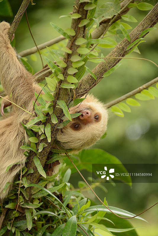 树枝上的二趾树懒图片素材