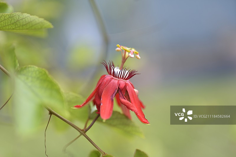 植物园图片素材