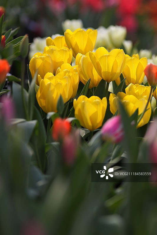 花园里盛开的黄色郁金香图片素材