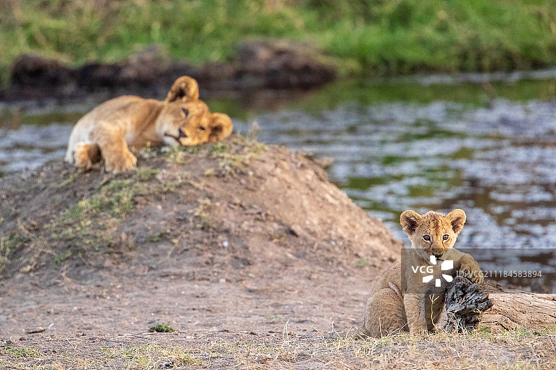 坦桑尼亚的狮子图片素材
