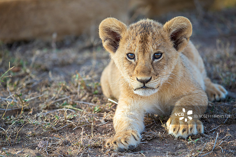 坦桑尼亚的狮子图片素材