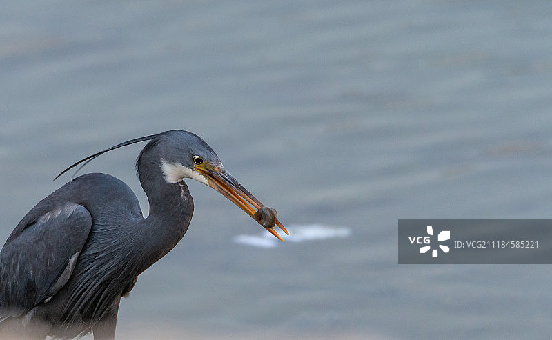 西部礁鹭捕食图片素材