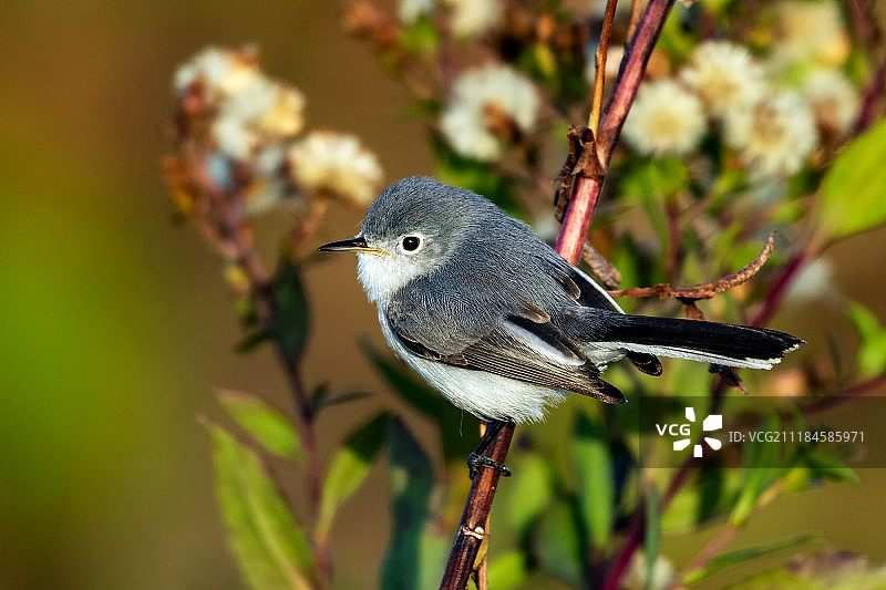 蓝灰色小嘲鸫图片素材
