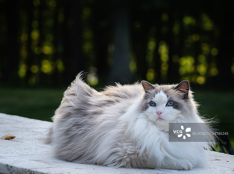 动物形象图片素材