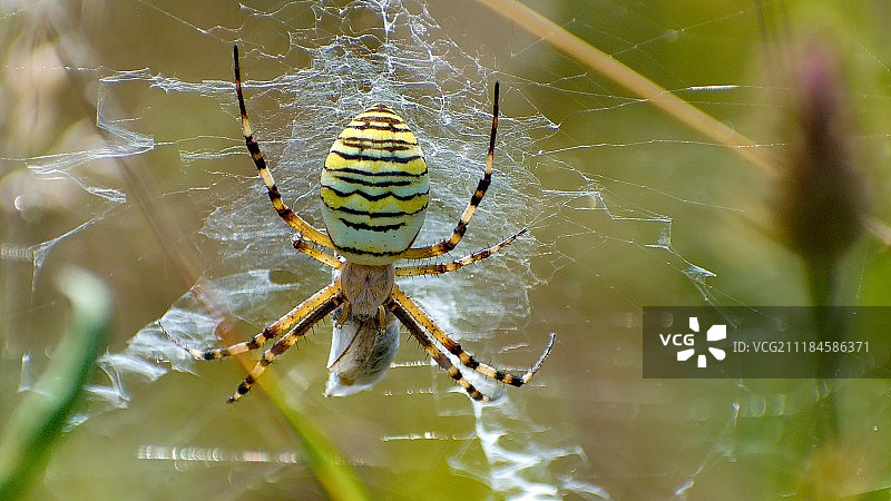 动物形象图片素材