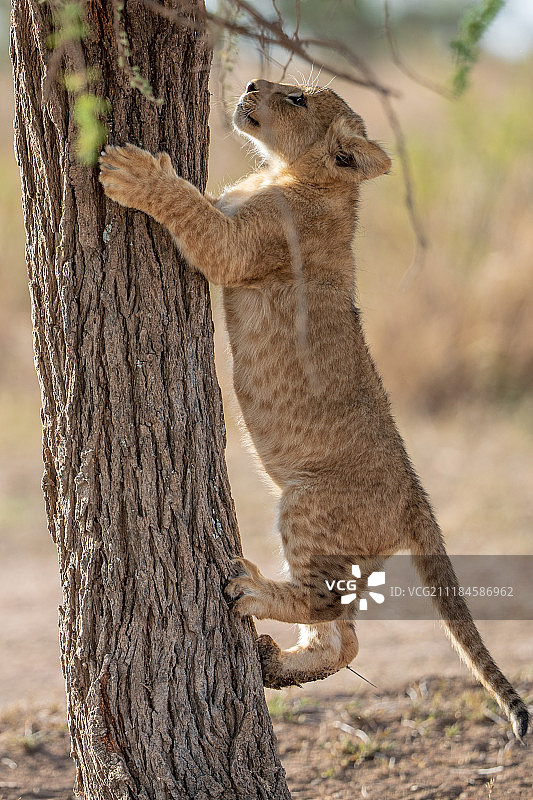塞伦盖蒂狮子图片素材