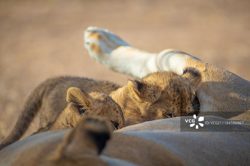 塞伦盖蒂狮子图片素材
