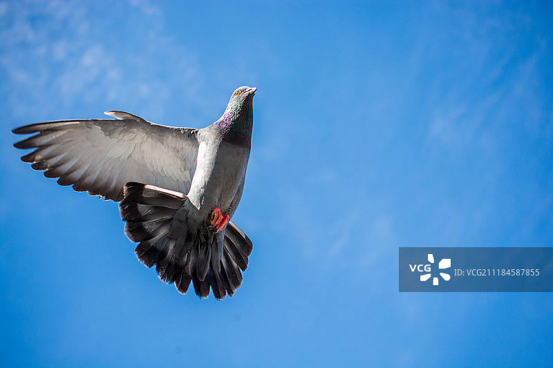 空中飞翔的鸽子图片素材