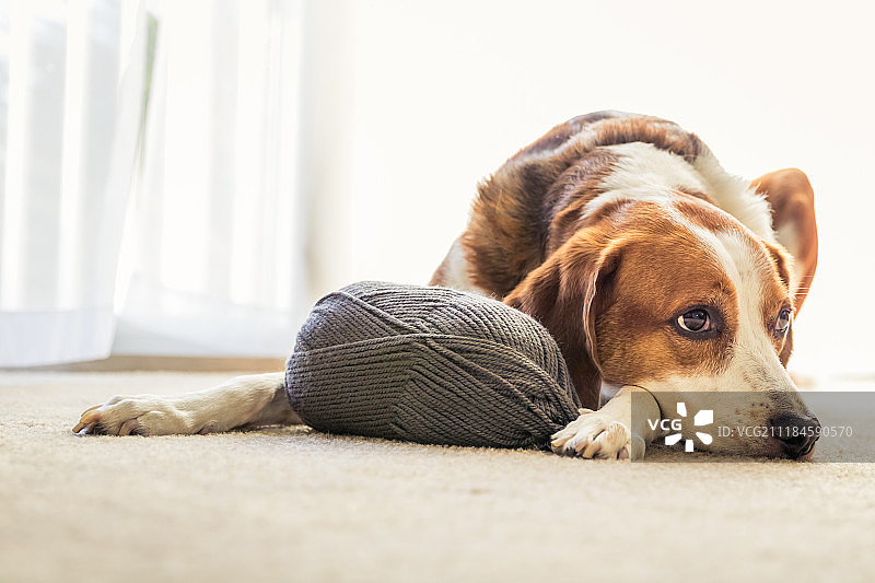 比格犬与灰色毛线球图片素材