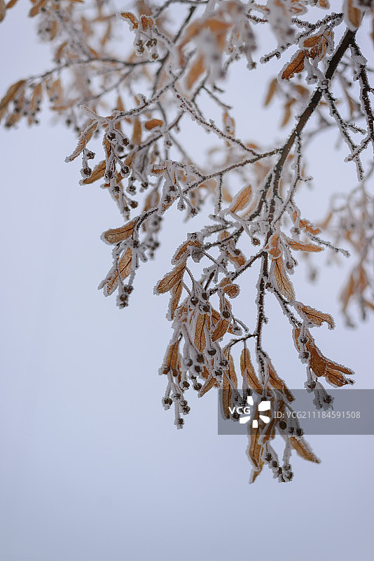 冬季低语图片素材