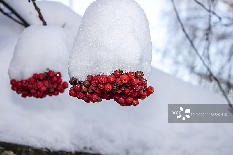 雪枝上悬挂的鲜红色花楸图片素材