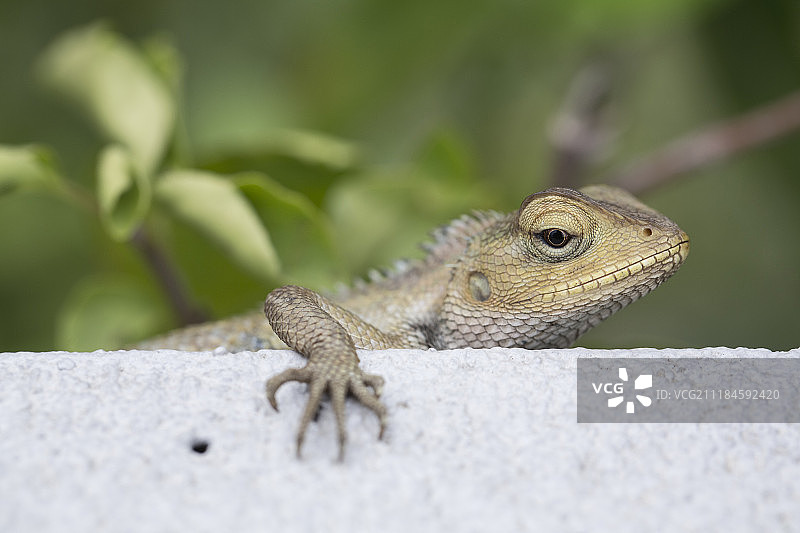 丽纹龙蜥图片素材