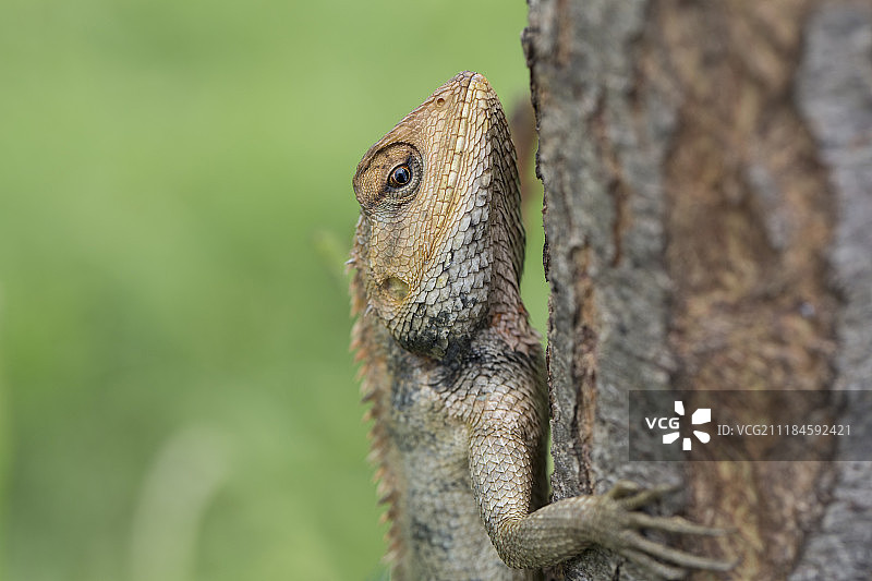 丽纹龙蜥图片素材