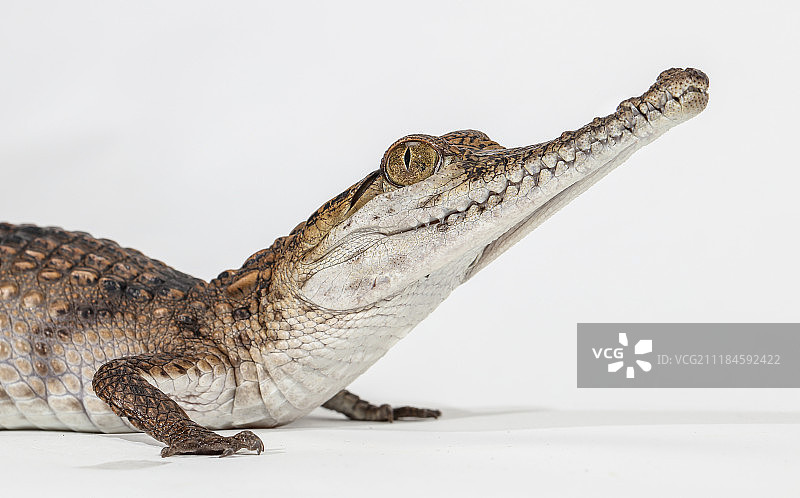 小鳄鱼图片素材