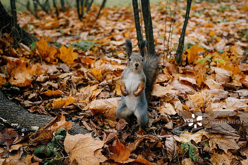 健壮的松鼠图片素材