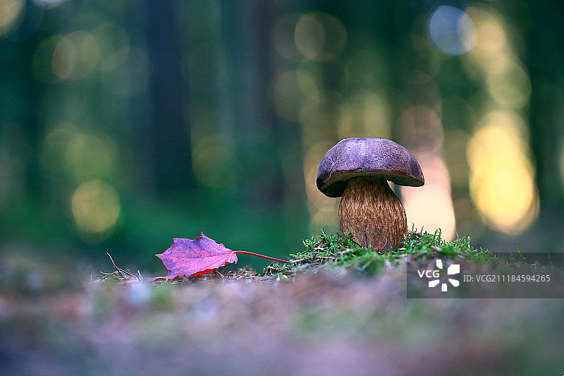 森林中的傍晚图片素材