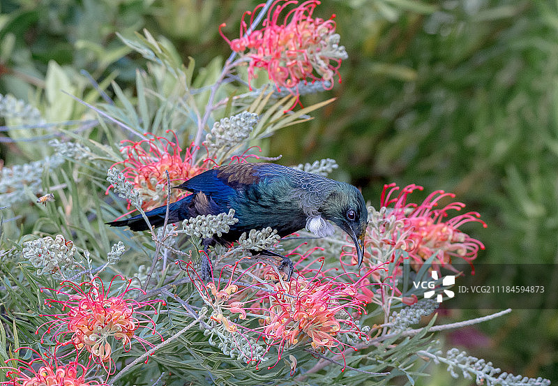 花的照片图片素材