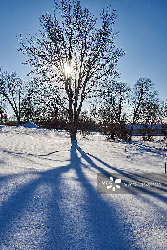 树荫下的阳光图片素材