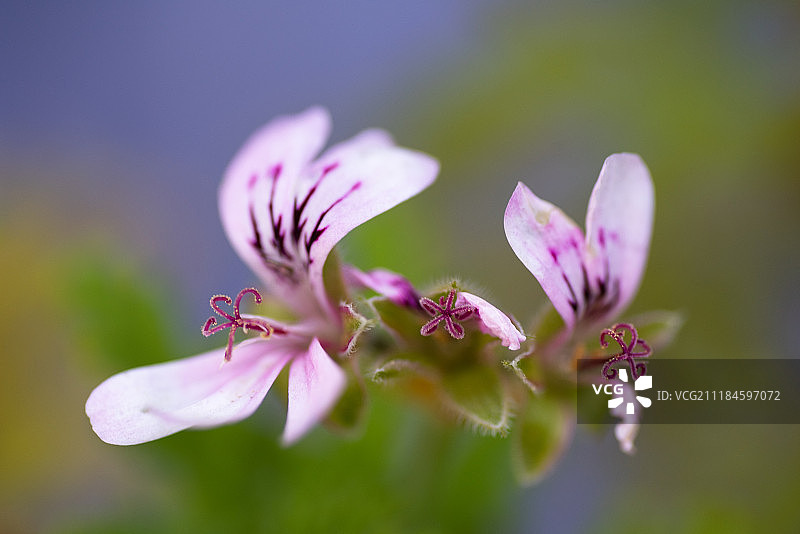 三螺旋桨图片素材