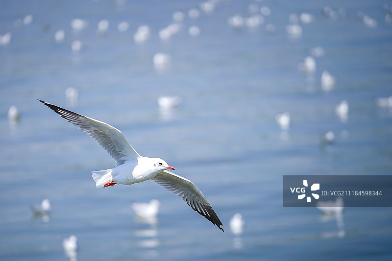 泰国邦埔海鸥飞越图片素材